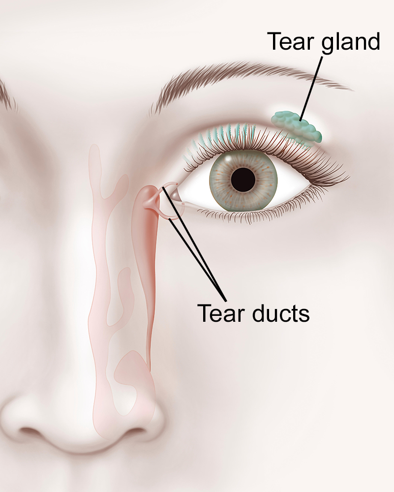 LACRIMAL APPARATUS, ILLUSTRATION